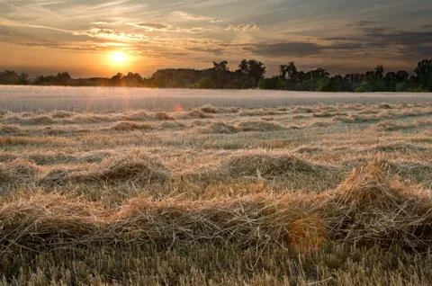 Wheat field Stock Photos