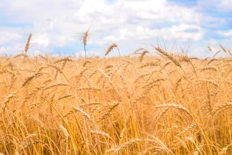 Wheat field Stock Photos