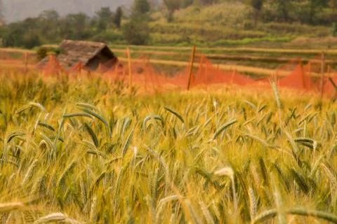 Wheat field Stock Photos