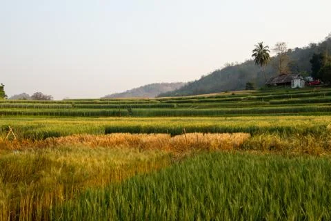 Wheat field Stock Photos