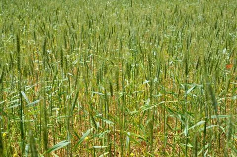 Wheat field Stock Photos