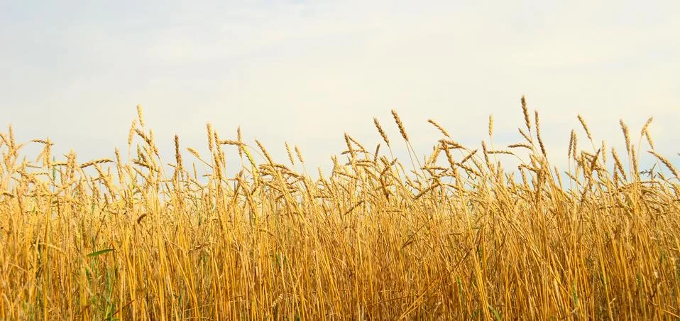 Wheat field Stock Photos