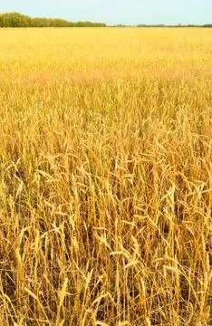 Wheat field Stock Photos