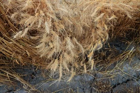 Wheat field Stock Photos