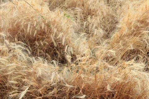 Wheat field Stock Photos