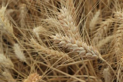 Wheat field Stock Photos