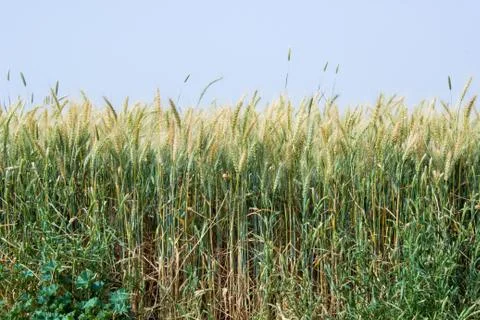 Wheat field Stock Photos
