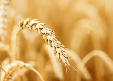 Wheat field Stock Photos