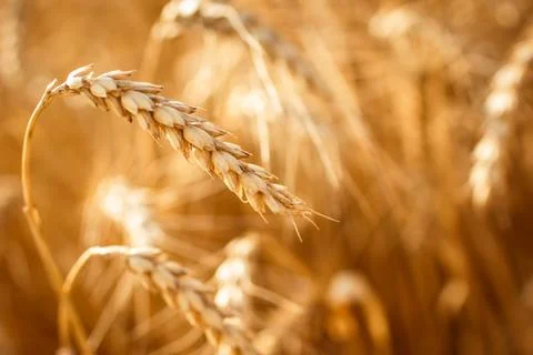 Wheat field Stock Photos