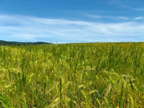 Wheat field Stock Photos