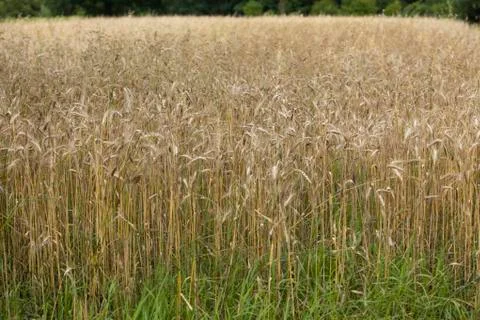 Wheat field Stock Photos