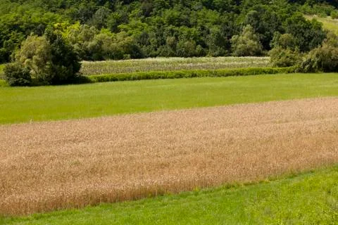 Wheat field Stock Photos