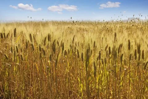 Wheat field 库存照片