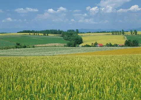 Wheat Field Stock Photos