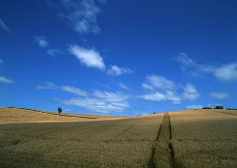 Wheat Field Stock Photos