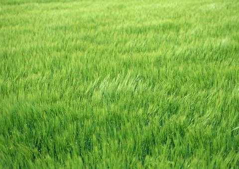 Wheat Field Stock Photos