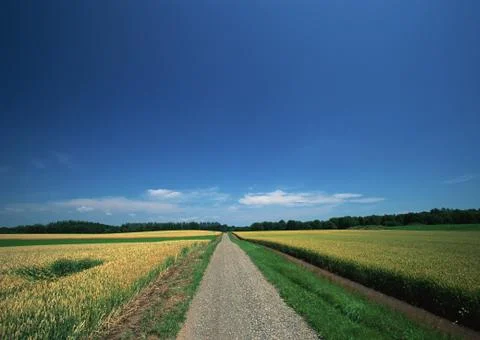 Wheat Field Stock Photos