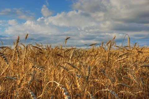 Wheat field. Stock Photos