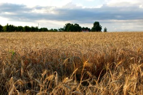 Wheat field. Stock Photos