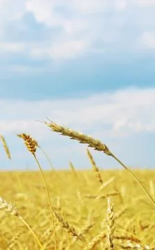 Wheat field Stock Photos