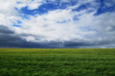 Wheat field Stock Photos