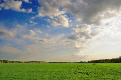 Wheat field Stock Photos