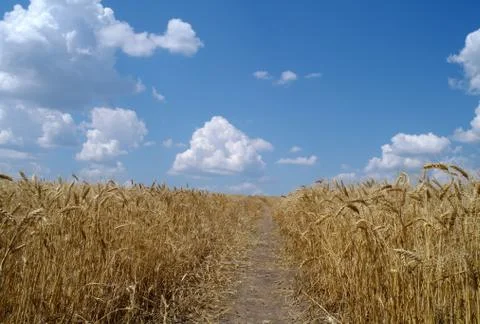 Wheat field Stock Photos