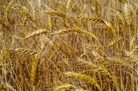 Wheat field Stock Photos