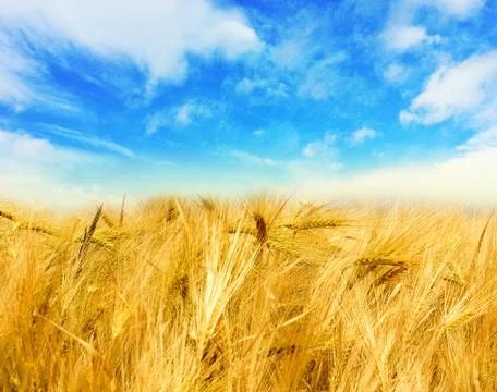 Wheat field Stock Photos