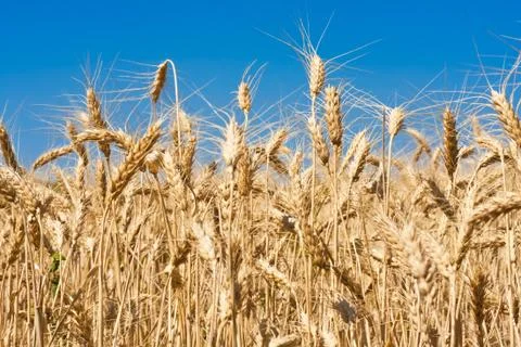 Wheat field Foto stock
