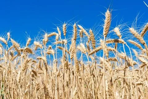 Wheat field Stock Photos