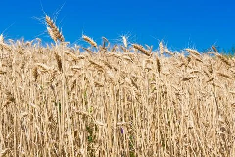 Wheat field Stock Photos