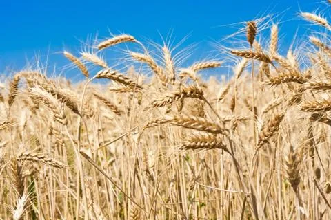 Wheat field Stock Photos