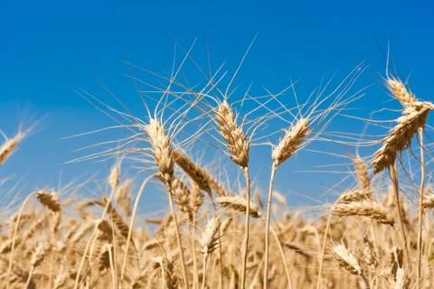 Wheat field Stock Photos