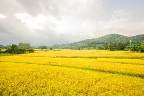 Wheat field Stock Photos