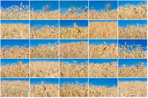 Wheat field Stock Photos