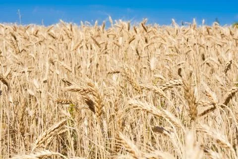 Wheat field Stock Photos