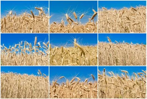Wheat field Stock Photos
