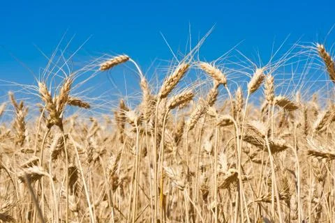 Wheat field Stock Photos