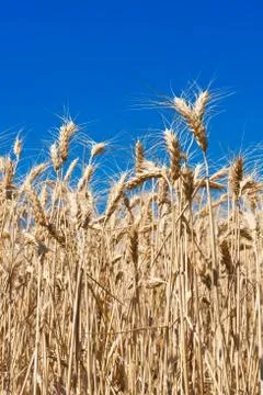 Wheat field Stock Photos