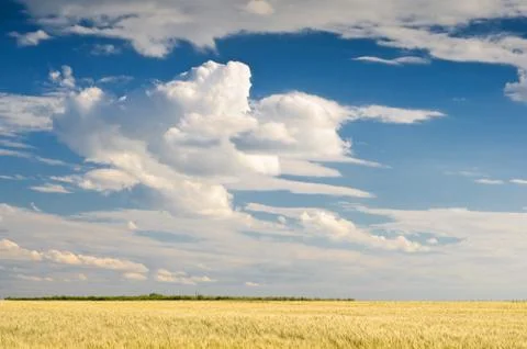 Wheat field Stock Photos