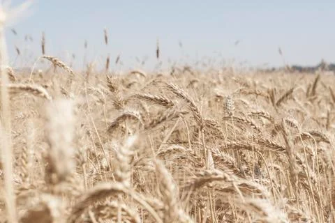 Wheat field Stock Photos