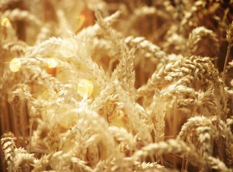 Wheat field Foto stock