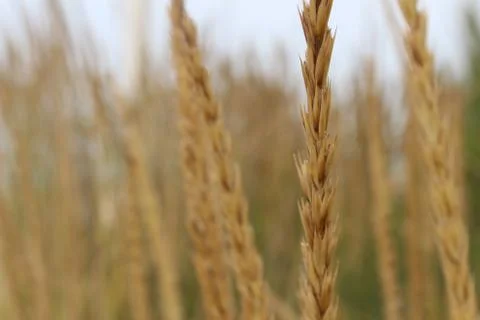Wheat Field Stock Photos