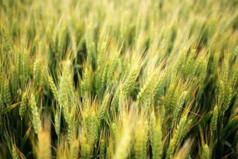 Wheat field Stock Photos