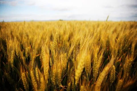 Wheat field Stock Photos