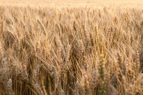 Wheat field Foto stock