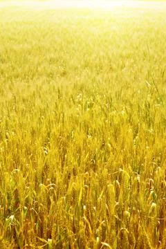 Wheat field Stock Photos