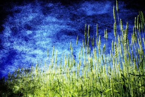 Wheat  field Stock Photos