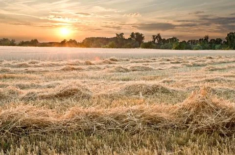 Wheat field Stock Photos